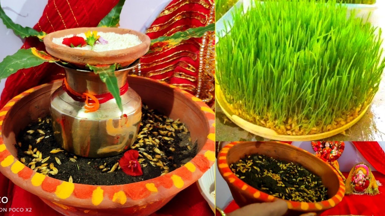नवरात्रि पर कैसे उगाएं हरे भरे ज्वारे || ज्वार कैसे उगाए || jaware kaise ugaye || navratri Ghat Puja