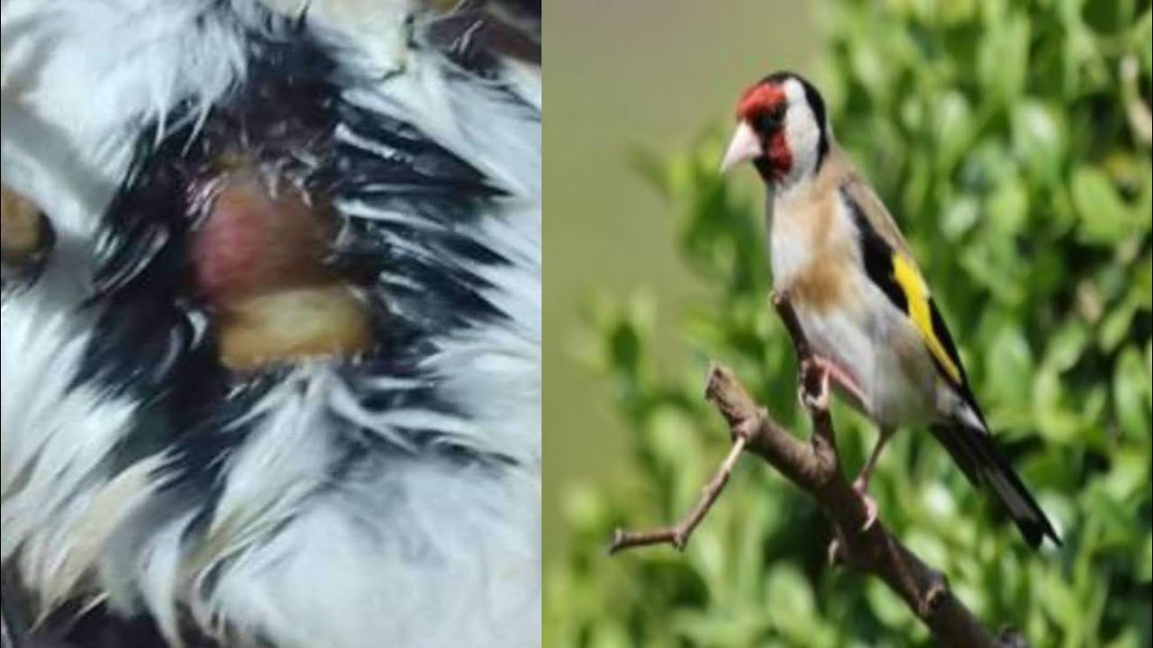 مرض الكنديديا candidose أو مرض البوشون عند الحسون