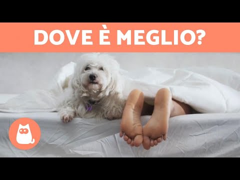 Video: È Sicuro Dormire Con Il Tuo Animale Domestico?