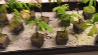 My Trip makes my Clones late for a Transplant.