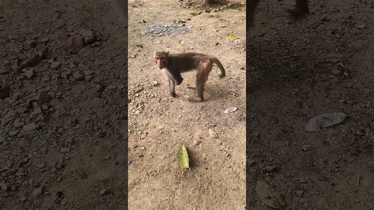 monkey no problem save 