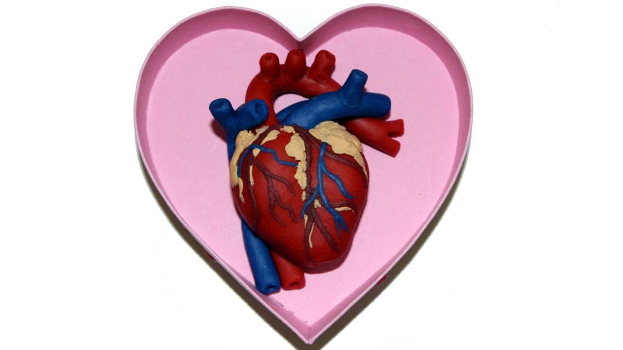 How To Make A Human Heart For Valentines Day With Play Doh By Tiger Tomato How To Make A Human Heart For Valentines Day With Play Doh By Tiger Tomato