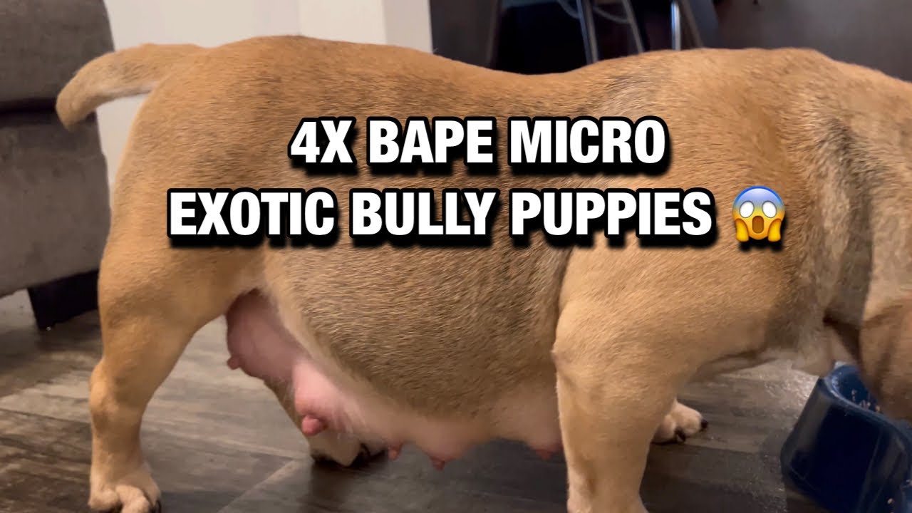 Designer Bully INSANE ๐ฑ 4X BAPE DESIGNER EXOTIC BULLY PUPPIES - YouTube