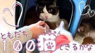 初めて猫と出会ったおひとり猫。〇〇と化してしまいました。 by オリオン ーKYOTO CAT LIFEー 217 views 5 months ago 8 minutes, 13 seconds