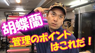 胡蝶蘭(こちょうらん)を枯らさない育て方のコツ【お客様からのよくあるご質問に回答しました】 ～How to grow Phalaenopsis orchids～