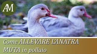 Come allevare l'anatra muta - Avicoltura e Pollaio