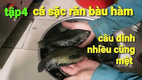 câu cá sặc rằn tại đập bàu hàm một ngày trúng đậm @TAMCARO