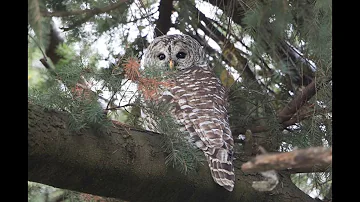 Barred Owl Calls