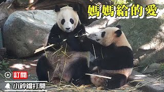 《熊貓早晚安》細心周到的熊媽為寶寶剝竹子 | iPanda熊貓頻道