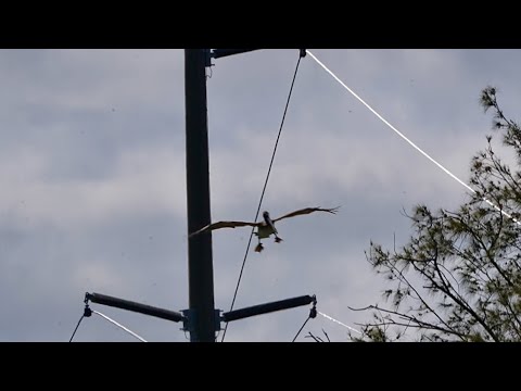 (How much of this did you watch?) ONLY for bird enthusiasts! See Description...