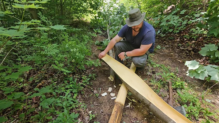 Harvesting Bark From Yellow-poplar