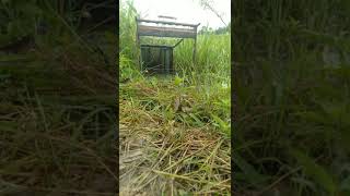 Jebak tradisional burung tikusan alis merah (Kalimantan) part 1