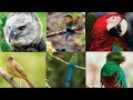 Aves Nacionales de Centroamérica HD