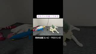 珍妙白猫コンビ「マロリンズ」の猫コント #cat  #猫  #ねこ  #animal #cute #猫のいる暮らし #shorts