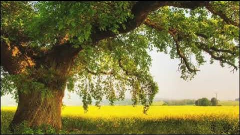 تلاوة طيبة بصوت عبدالرحمن الدلالي