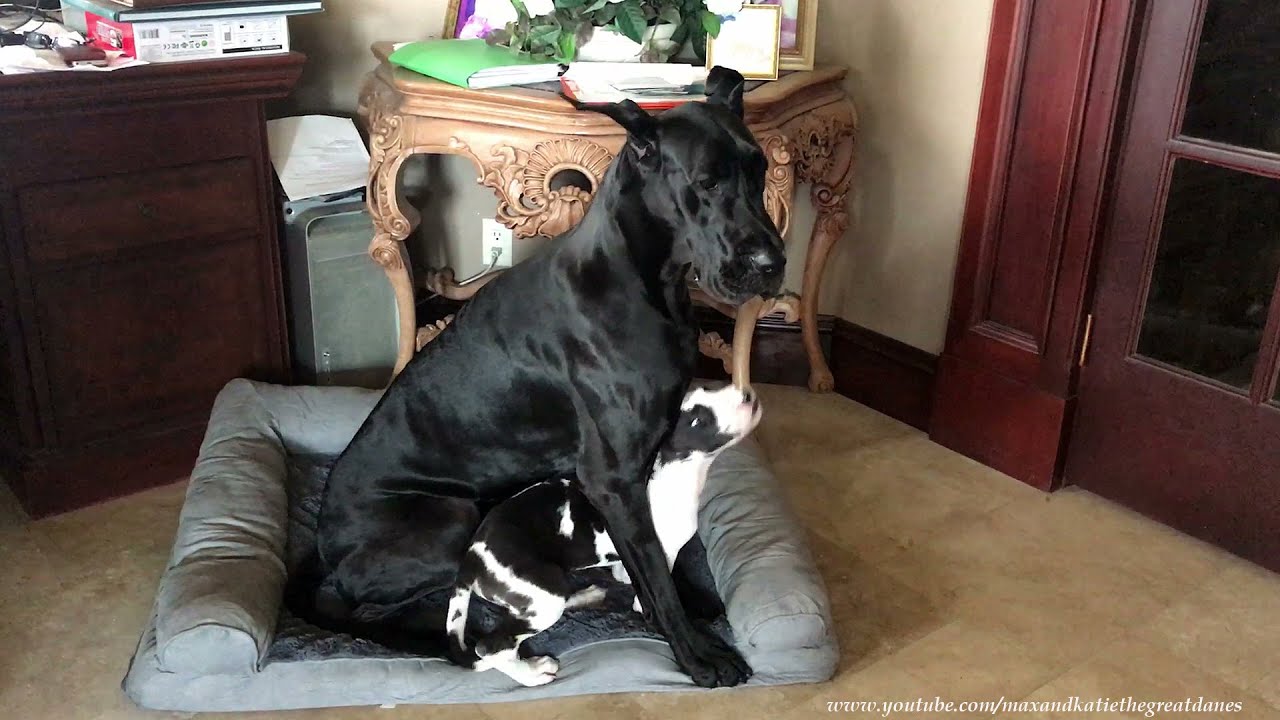 great dane puppy 8 weeks