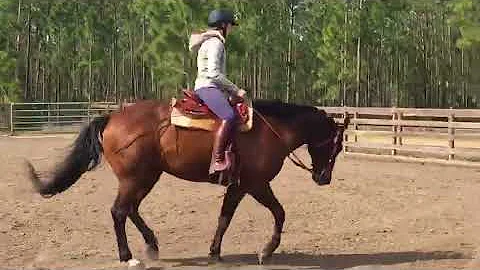 Invy Left Lead Canter