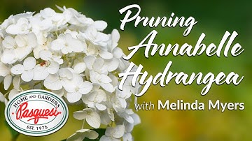 How To Prune Annabelle Hydrangeas