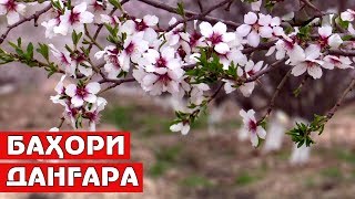 Баҳори Данғара / Tajikistan Dushanbe Dangara Spring