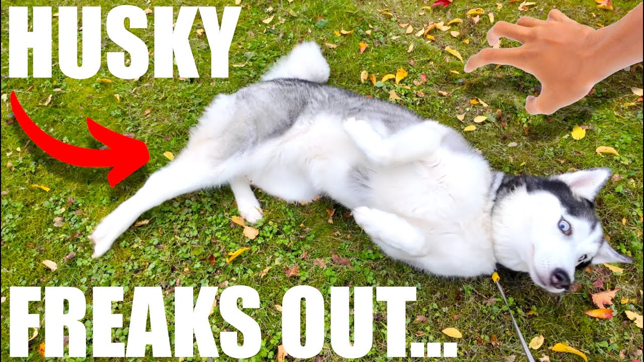 У ХАСКИ ПСИХИЧЕСКИЙ СРЫВ…