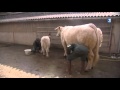 Sane-et-Loire : la vache charolaise Desse se prpare pour le Salon de lagriculture 2015
