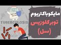 آموزش باکتری شناسی مایکوباکتریوم توبرکلوزیس