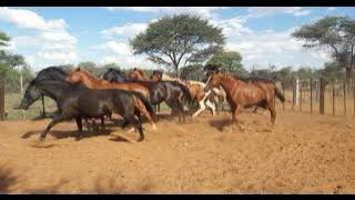 People's Choice - Siwelewele remix