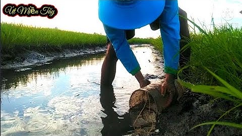 Đặt Lợp Ếch Dưới Mương Nước Xắc Cạn Chạy Quá Êm// Út Miền Tây
