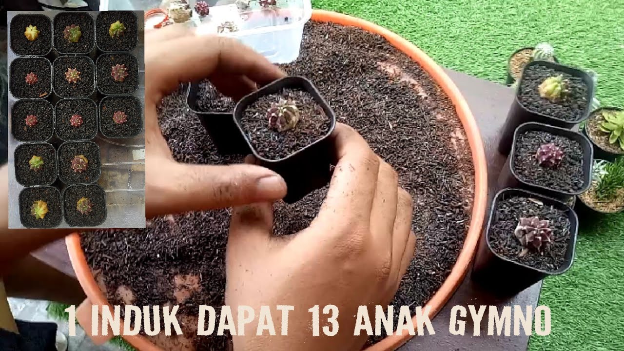 Tips menanam anakan gymnocalycium