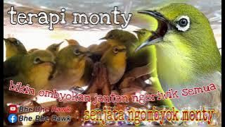 Terapi Monty 🔵 Terapi Pleci Montanus 🔵 Smartmastering Monty Agar Cepat Ngeriwik & Ngalas Buka Paruh