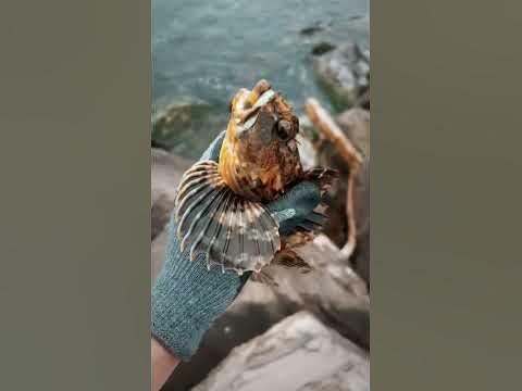 You Won’t Believe Where I Caught This Fish! #shorts - YouTube