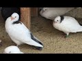 #Pigeons.Первый день тренировки пищалок.