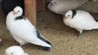 #Pigeons.Первый день тренировки пищалок.