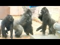 Silverback trying hard to protect Grandma Gorilla｜Shabani Group