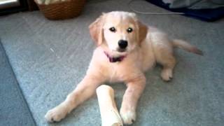 Haven 6-26-12, Big chew bone! :o)