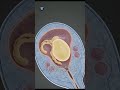Female Menstrual Cycle: ALL 4 Phases Explained in 3D Animation #shortvideo #femalereproductivesystem