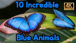 Top 10 Incredible Blue Animals 4K