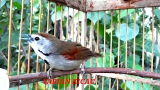 BURUNG TEPUS PIPI PERAK GACOR KERENN..