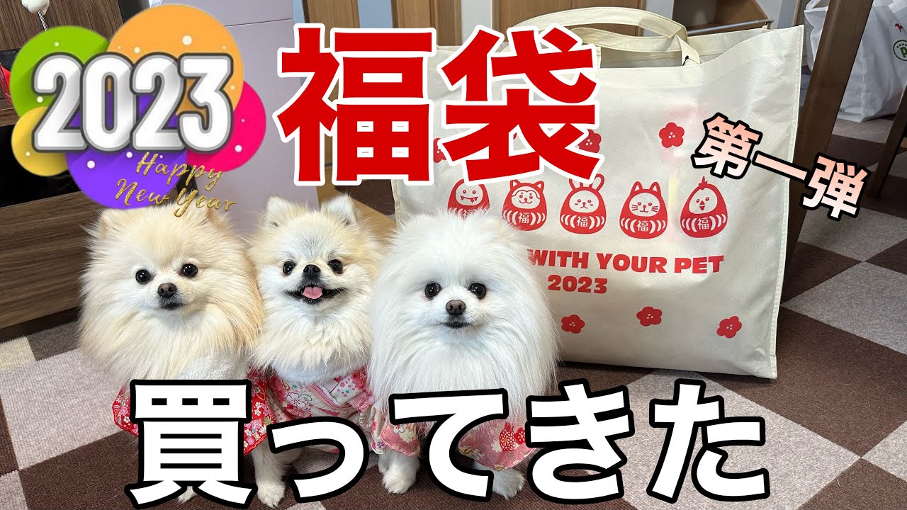 2023初売りで必死でGETした犬の福袋を紹介します - YouTube 