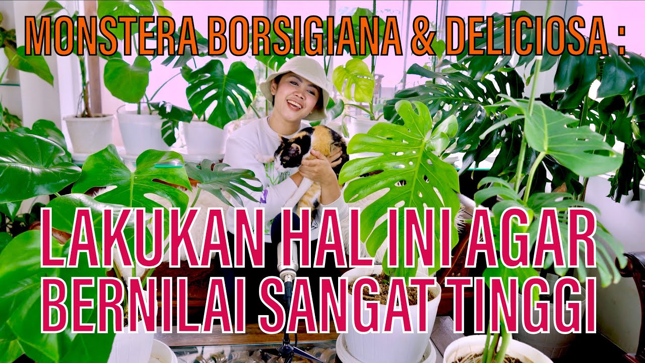 MONSTERA DELICIOSA & BORSIGIANA LAKUKAN HAL INI AGAR BERNILAI SANGAT