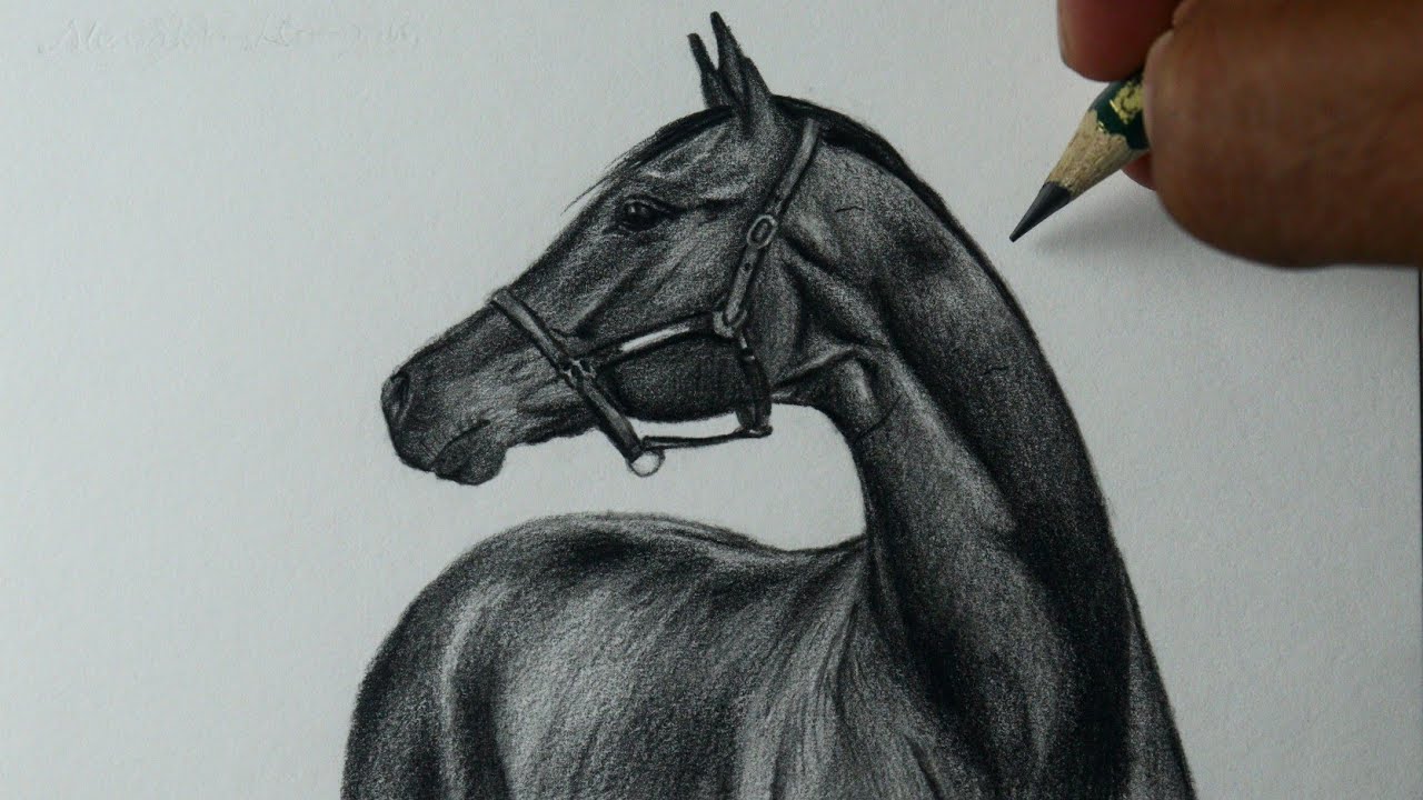 Como Desenhar Um Cavalo Realista Passo A Passo Desenho De Cabeça De