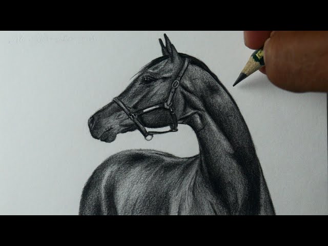 Tutorial avançado de como desenhar um cavalo - Geral - L2JBrasil