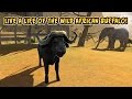 🌍👍Buffalo Simulator Bull Wild Life -Симулятор Африканского Буйвола-IOS/Android