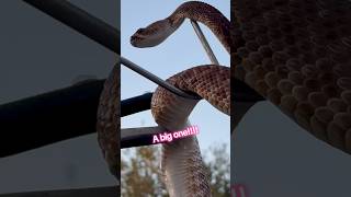 Big Rattlesnake 🐍 Cool angle #camera #view #angle #snake #nature #home #share #like #fyp