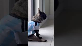 Chimuelo de Messi 😊