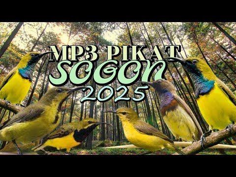 Mp3 pikat sogon terbaru 2025