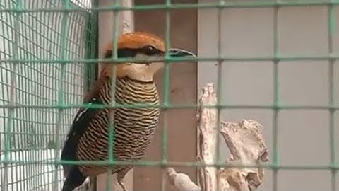 burung paok pancawarna