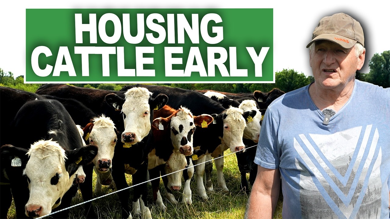 Meath beef farm houses cattle early due to dry spell grass deficit