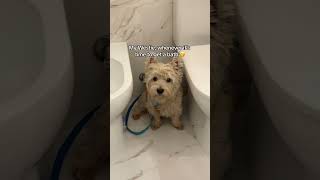 When it's time for that bath... | Westie dog #shorts