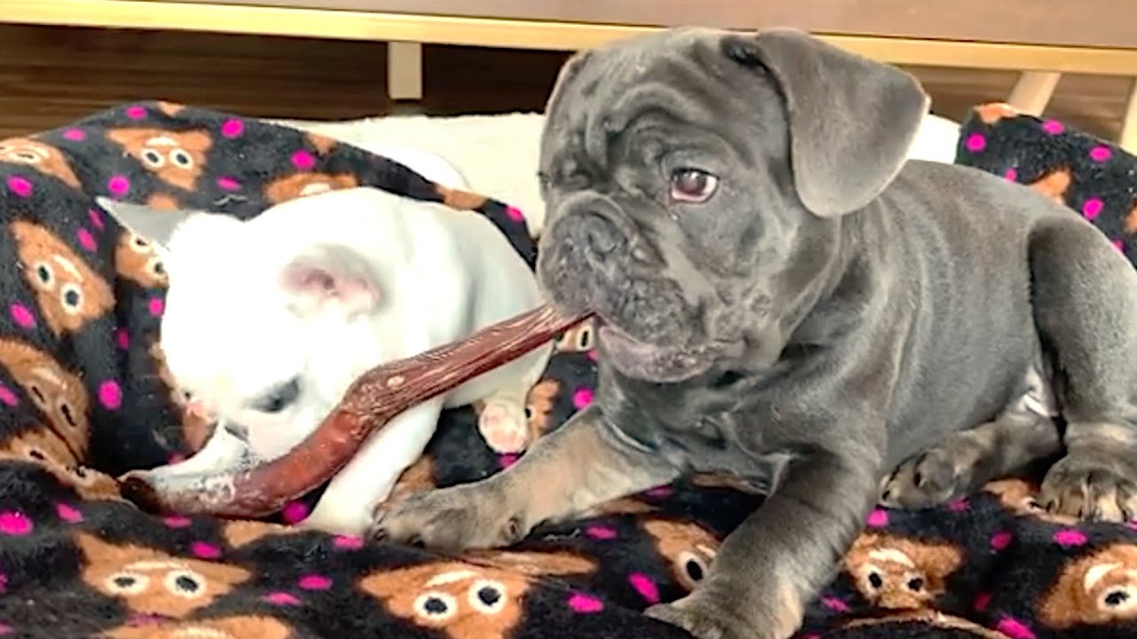 beautiful-moments-of-adorable-12-week-old-bulldog-youtube